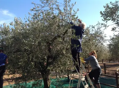 Ospiti di Rustico degli Ulivi