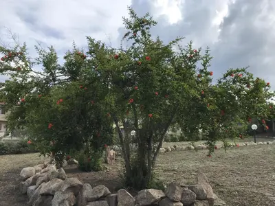 Giardino di Villetta S'Arenada