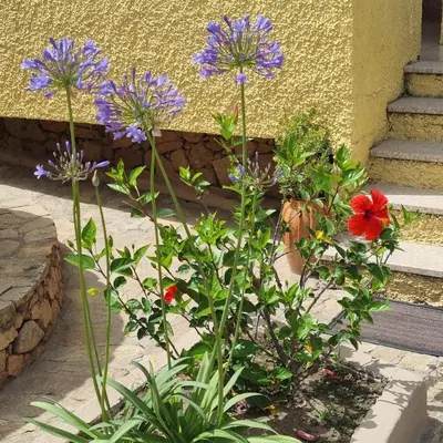 Giardino di B&B Da Laura San Teodoro