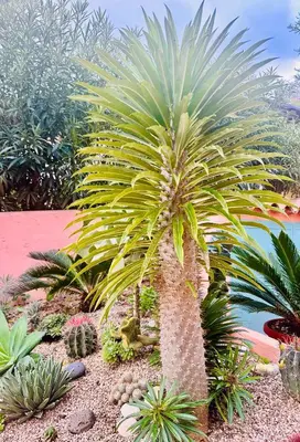 Giardino di Il Giardino davanti al Mare