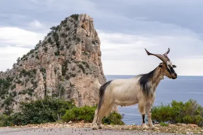 Altri animali domestici presso la casa vacanze o nei dintorni
