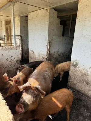 Altri animali domestici presso l'affittacamere o nei dintorni