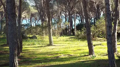 Planimetria di SPIAGGIA VICINA A Piedi