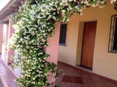 Giardino di Villa degli Ulivi e delle Rose