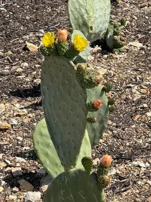 Planimetria di fiori di cactus