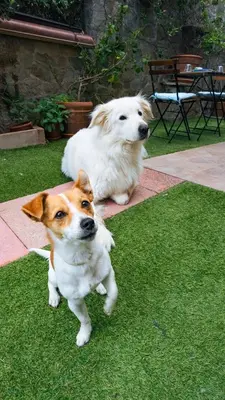 Ospiti di Da Teresa con animali domestici