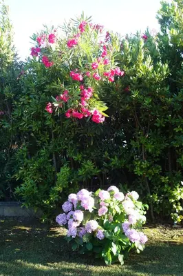 Giardino di Vacanze a Villa Ortensia