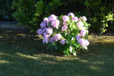 Giardino di Vacanze a Villa Ortensia