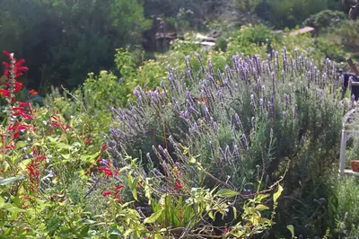Giardino di natural farm with sea view
