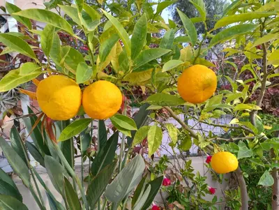 Giardino di ACQUAMARINA con meraviglioso giardino