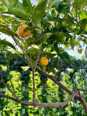 Planimetria di Casa Gesuino
