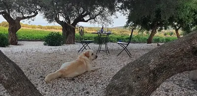 Ospiti di Agriturismo Su Barcu con animali domestici