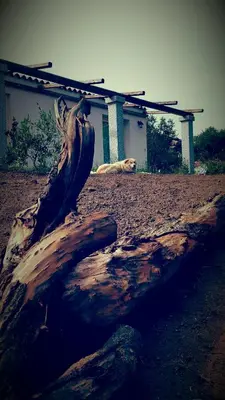 Altri animali domestici presso il bed & breakfast o nei dintorni