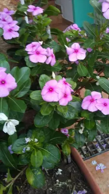 Giardino di exclusive house