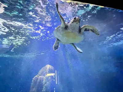 Altri animali domestici presso la casa vacanze o nei dintorni