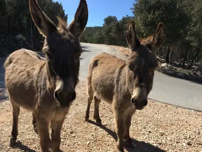 Altri animali domestici presso l'appartamento o nei dintorni