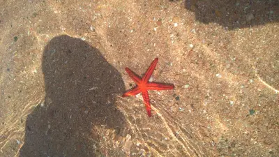 Planimetria di San Teodoro