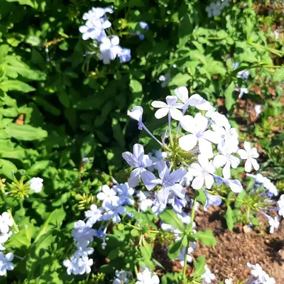 Giardino di B&B L'amaca della felicità
