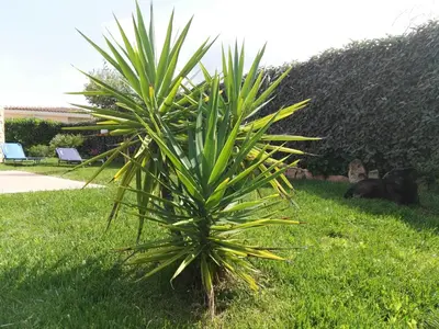 Giardino di VILLA A 200 METRI DALLA SPIAGGIA