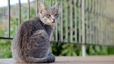 Ospiti di Hotel Turismo Rurale Villa Maria Caterina con animali domestici