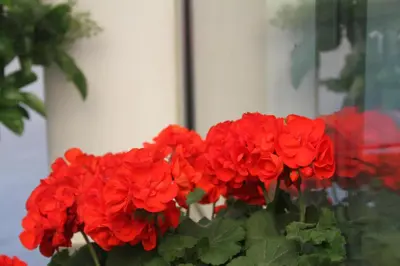 Giardino di L'Essenza Hotel