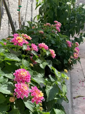 Giardino di Casa Olbia