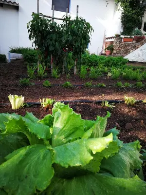 Giardino di Agriturismo Guthiddai