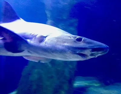 Altri animali domestici presso l'appartamento o nei dintorni