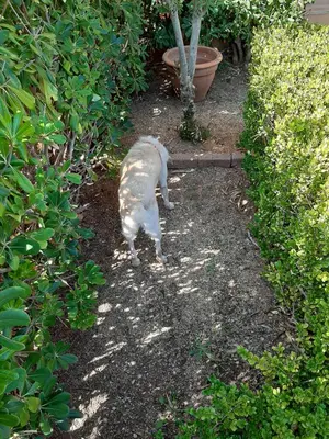 Ospiti di Luna e Mare con animali domestici