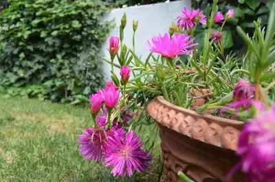 Giardino di Al Lungomare