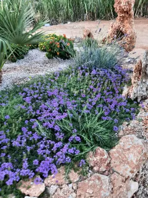 Giardino di Villa Impetrata IUN Q7090
