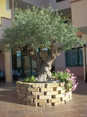 Planimetria di Hotel Baia Marina