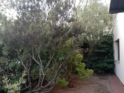 Giardino di Domus Garden
