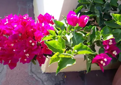 Giardino di Casa Lupino