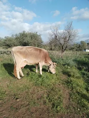 Altri animali domestici presso l'agriturismo o nei dintorni