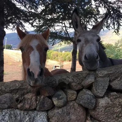 Altri animali domestici presso l'appartamento o nei dintorni