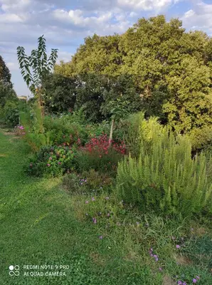 Giardino di Agriturismo Asara