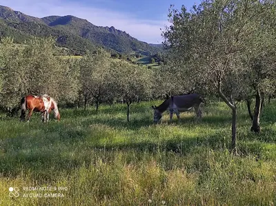 Altri animali domestici presso l'appartamento o nei dintorni